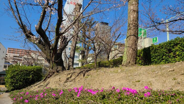 4月1日（月）校内の桜も芝桜も1～2分咲きです。