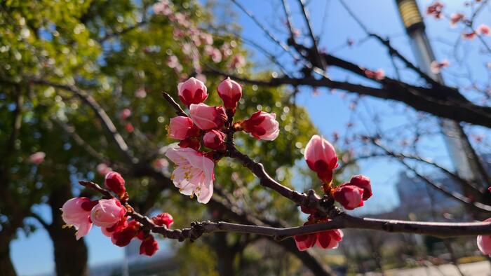 3月7日（火）清水谷高校の志願者は359名で、募集人数280名に対する倍率は、1.28倍になりました。
