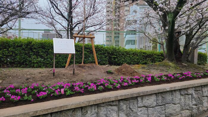 3月25日(土)同窓生の遺贈で正門アプローチ両脇に桜3本と芝桜1千ポットが植えられました。