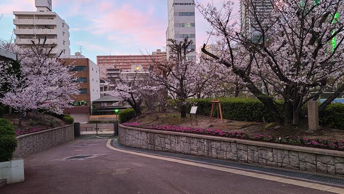 3月27日（月）桜、芝桜、さくら色の空