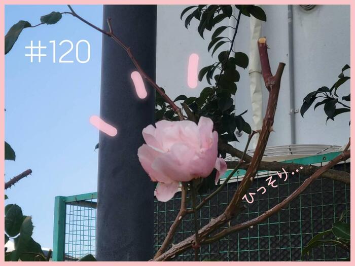 【校内再発見シリーズ】一輪の花🌹 #120｜by M
