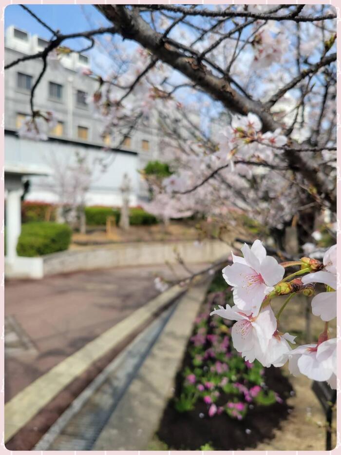 【桜】満開です🌸 #93｜by M