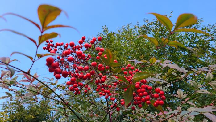 1月1日（月・祝日）明けましておめでとうございます🎍。