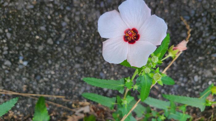 6月22日（木）眼科の検診をしています。