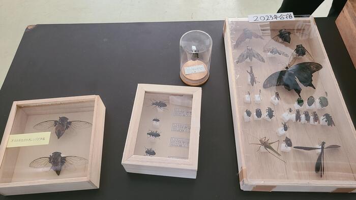 9月2日(土)文化祭2日め、自然科学部はプラネタリウムや昆虫標本展示などを行っていました。