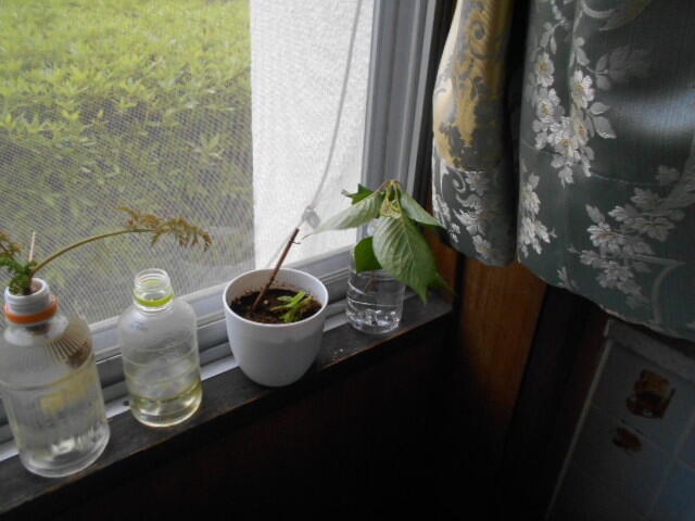 DSCN4704.JPG