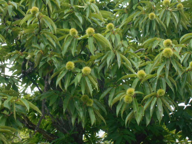DSCN5249.JPG