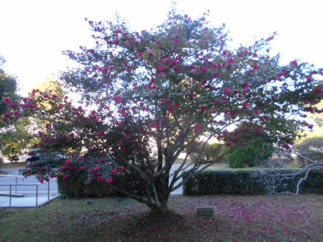 DSCN4127.JPG