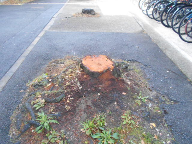 DSCN3874.JPG