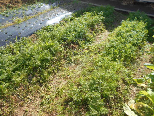 DSCN3882.JPG