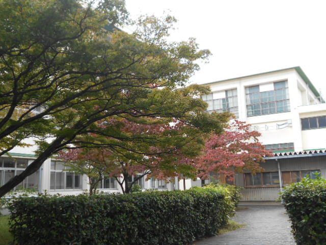 色づき木々 (8).JPG