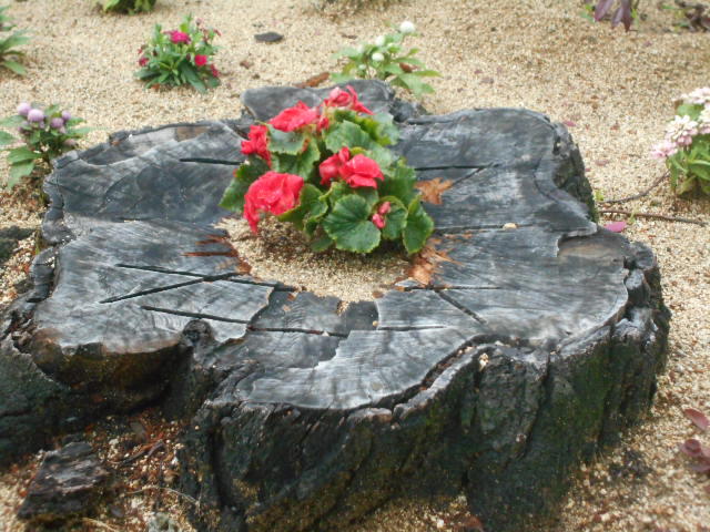 DSCN5185.JPG