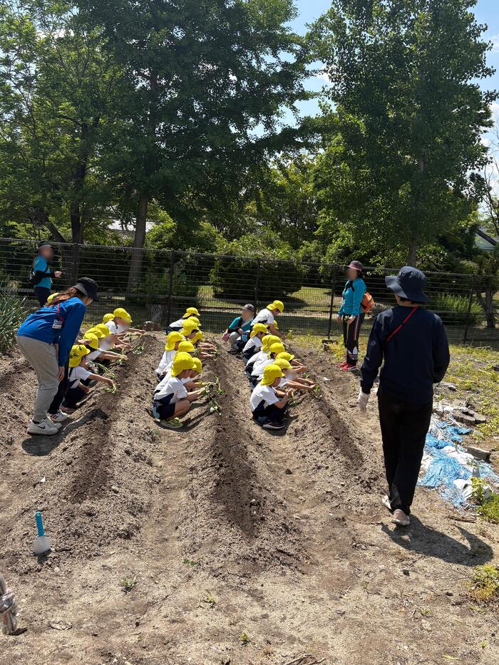 [地域連携]保育園児たちのおいもの苗植え