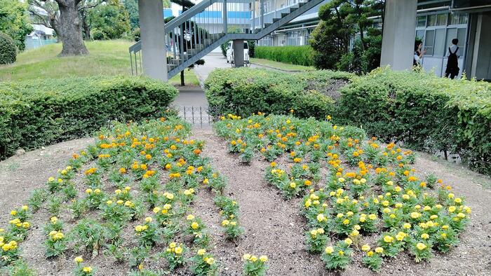 マリーゴールドが咲く花壇