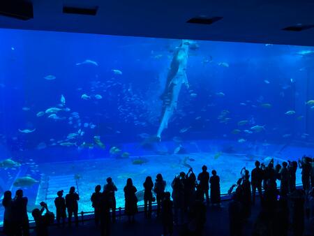 美ら海水族館〈修学旅行3日目①〉