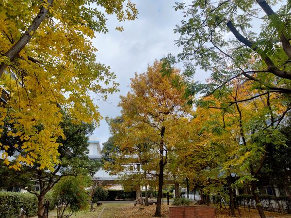 学園の森