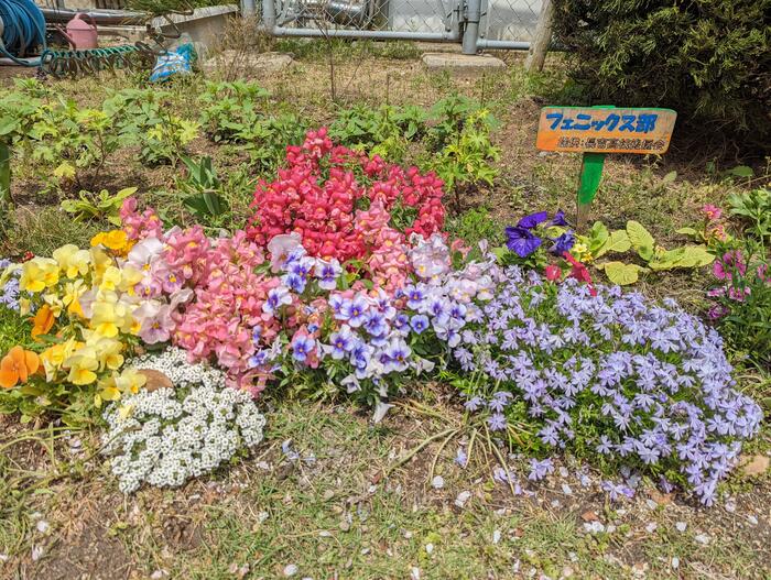 【花壇】おもてなし〜右てをごらんください〜
