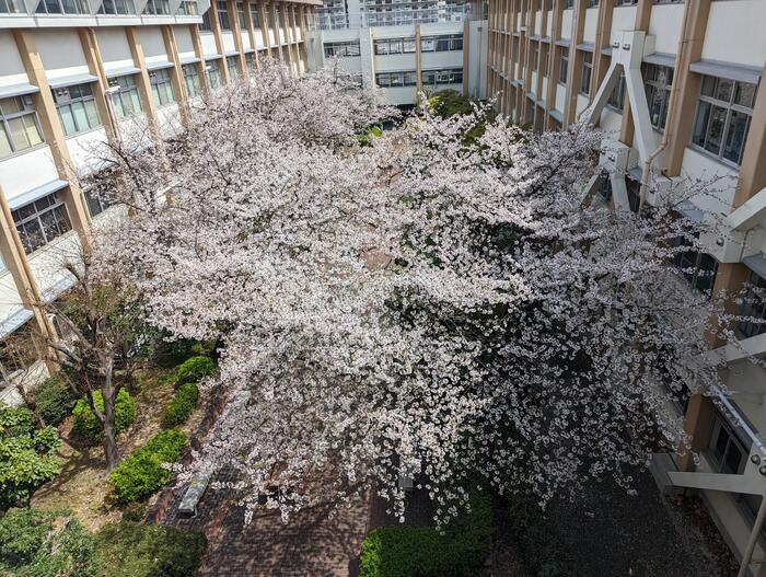 【視点】見方を変える〜満開の桜より〜