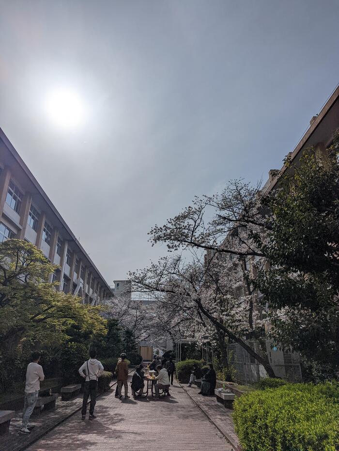 【盛況】同窓会 桜観賞会〜50年の時を超えて〜