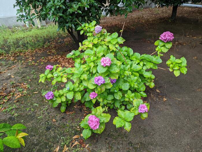 【梅雨】季節の変わりめ〜体調管理に気をつけて〜