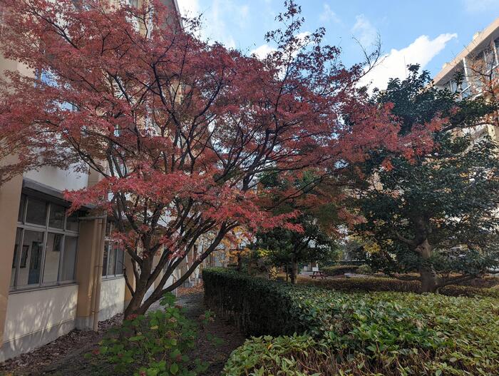 【紅葉】短い秋〜明日から期末考査〜