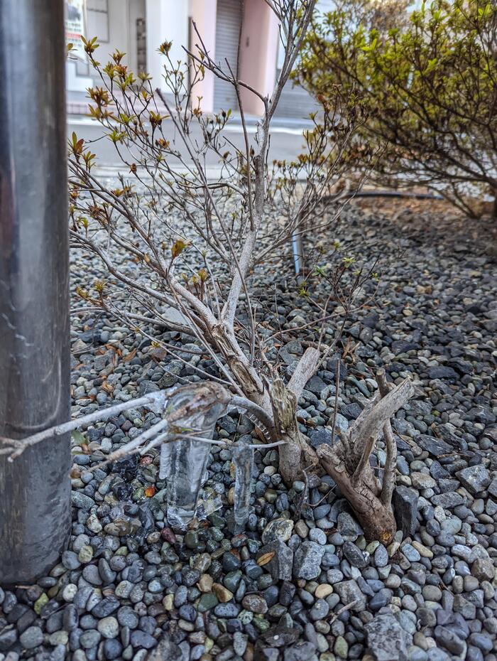 【極寒】街なかにて〜寒さに負けずに〜