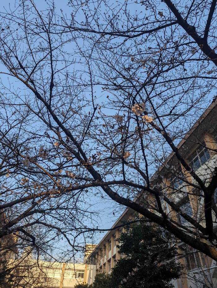 【開花】新年度に向けて〜サクラ咲く〜