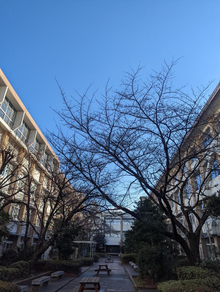 【祝日】成人の日〜20歳を祝う〜