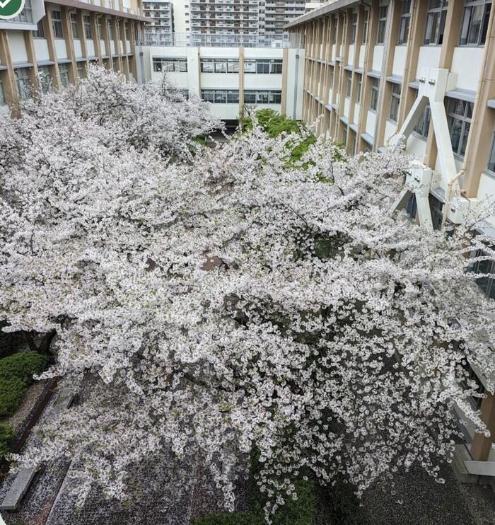 【魅力】長吉高校その95〜桜〜