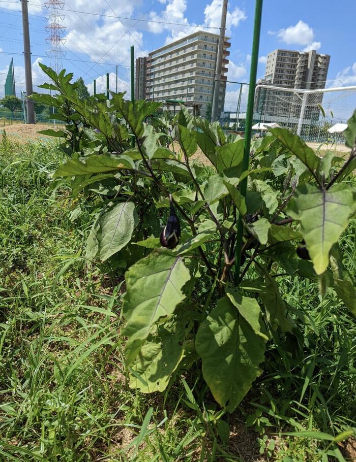 【魅力】長吉高校その60〜フェニックス部〜