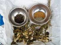 goma1.jpg