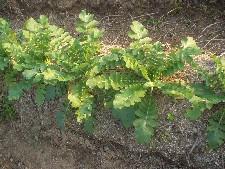 daikon1118.JPG