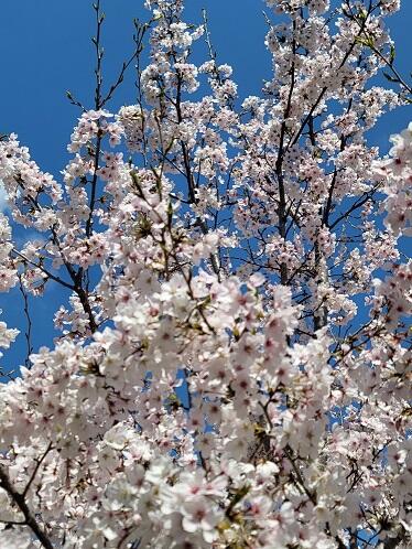 桜.jpg
