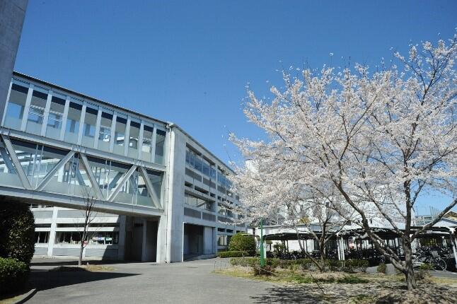 茨高の自然２_荘川桜.jpg