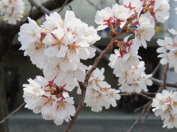 茨高の自然４_荘川桜.jpg
