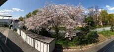 茨高の自然９_桜通り.jpg