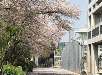 茨高の自然１０_桜通り.jpg