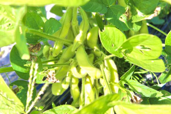 edamame.jpg
