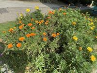 IMG_1158.JPG