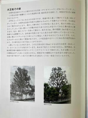 大王松.JPG