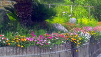 h307月の花アップ.jpg