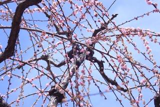 IMG_7151.JPG
