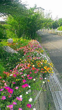 h30７月の花壇全体.jpg