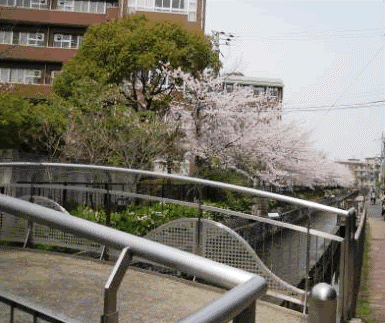 hyakunenbasi01.gif