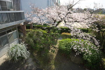 garden20220328b.jpg