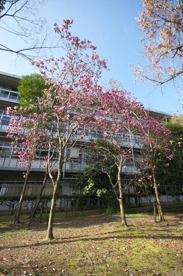 mokuren20220328a.jpg