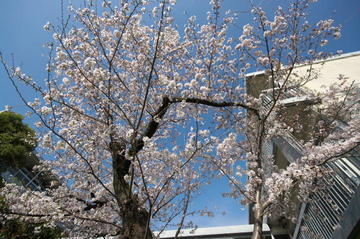 sakura20220328c.jpg