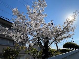 桜②.jpg