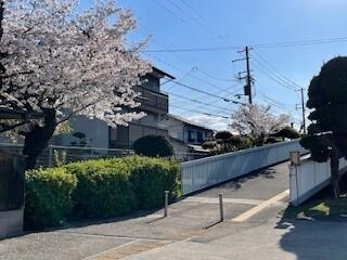 桜⑤.jpg