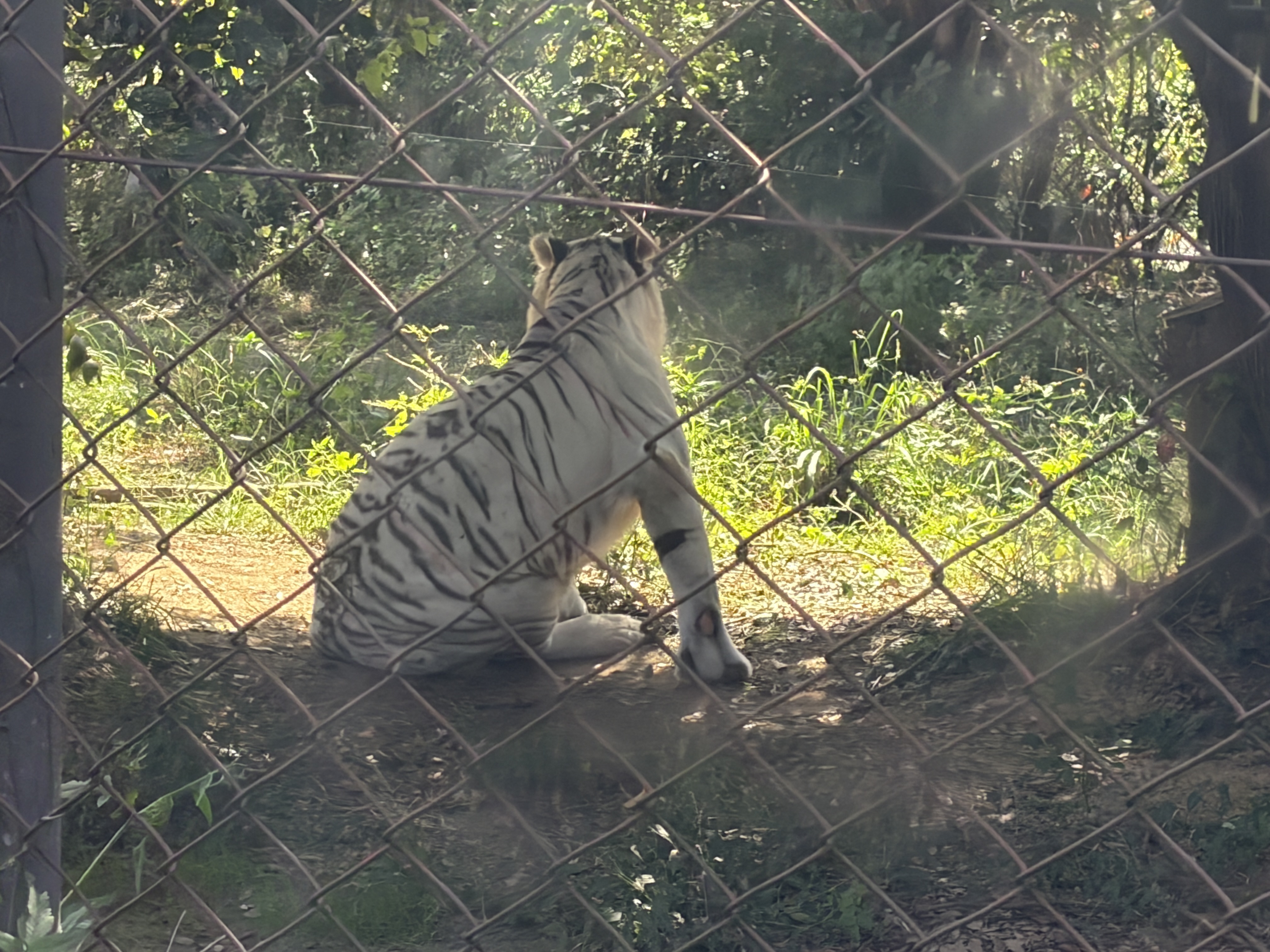 IMG_9455.jpeg